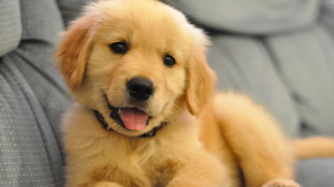 Quel chien avec des enfants ?