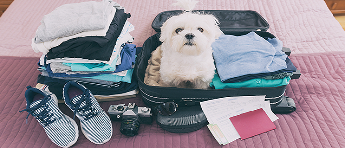 Comment bien voyager avec son chien ?