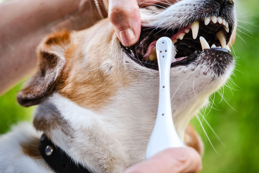 Comment prendre soin de la dentition de son chien