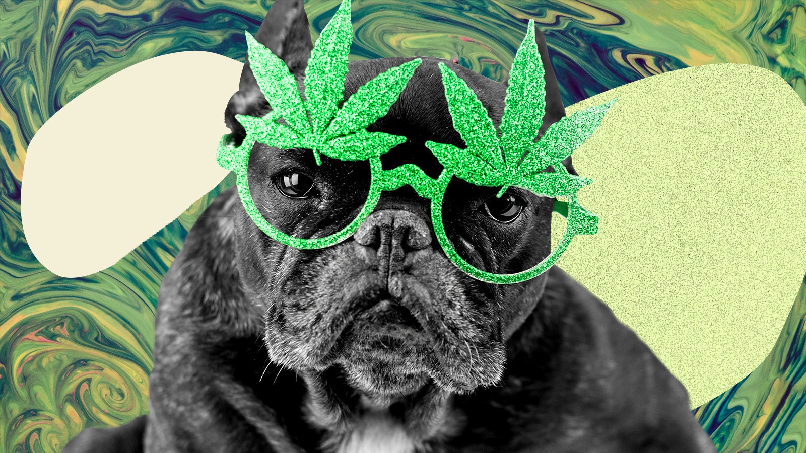Est-il légal de donner du CBD aux animaux ?