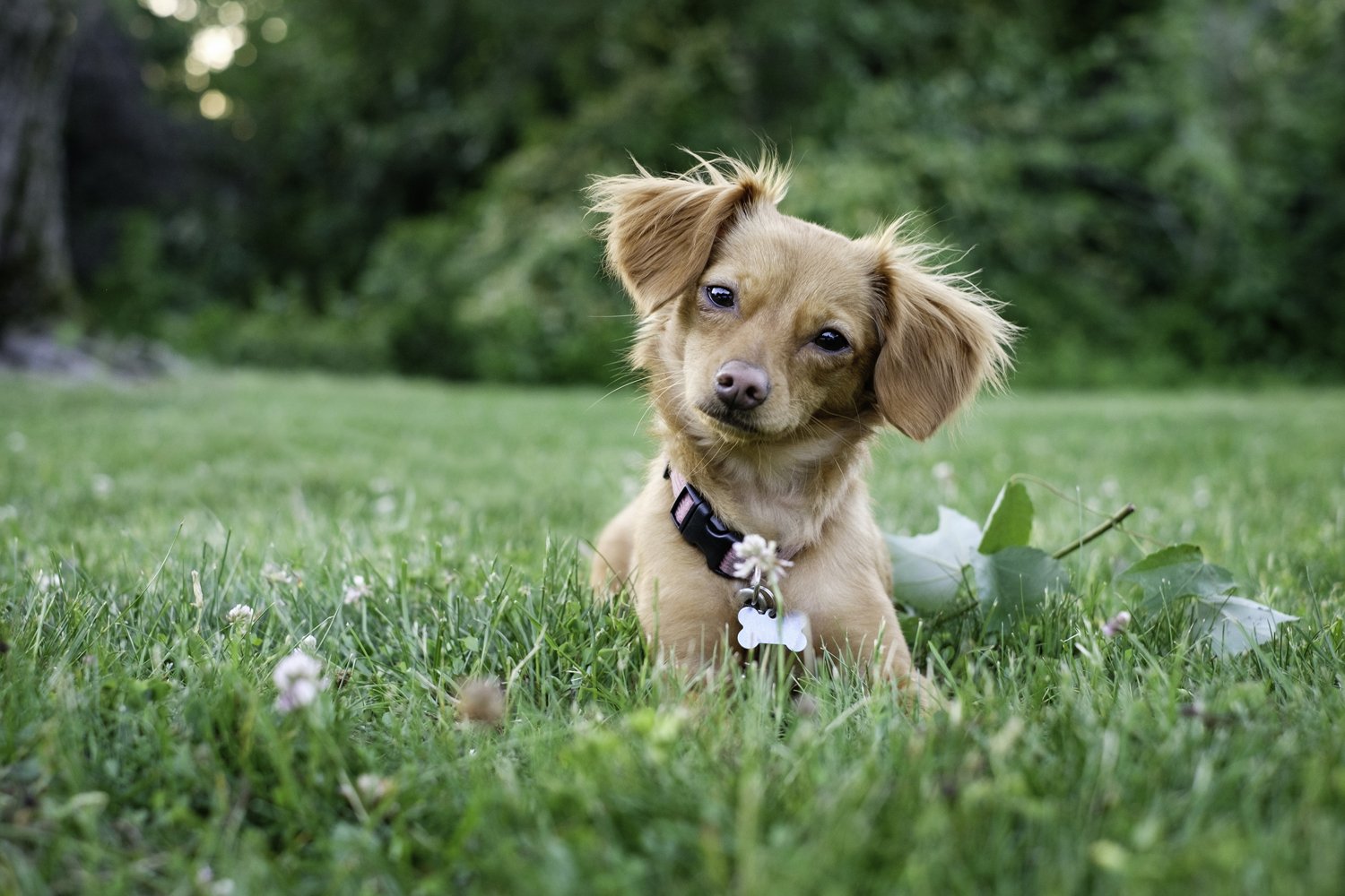 Quelques idées pour choisir le nom de son chien