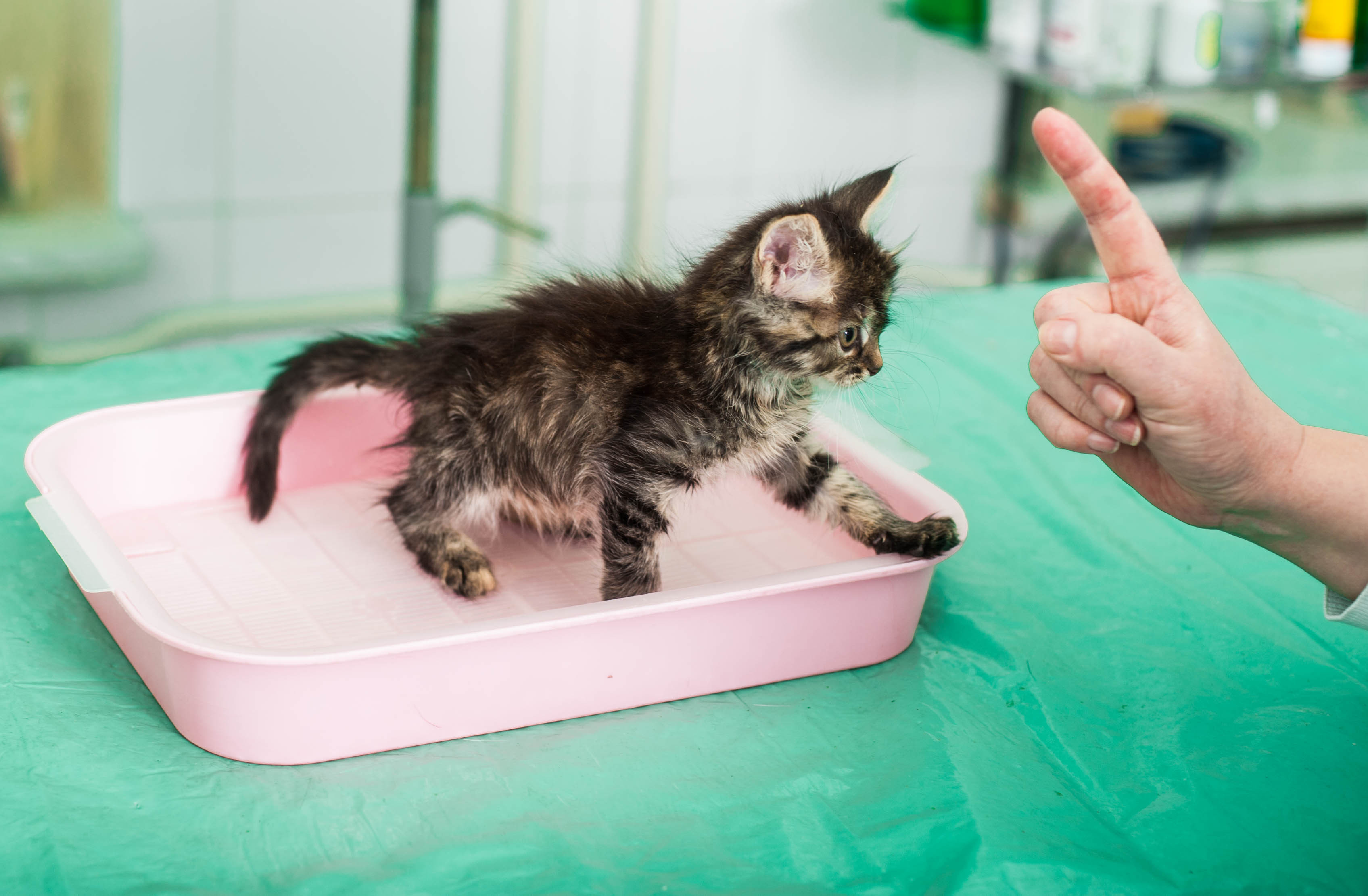 Comment apprendre à un chat à faire ses besoins dans la litière ?