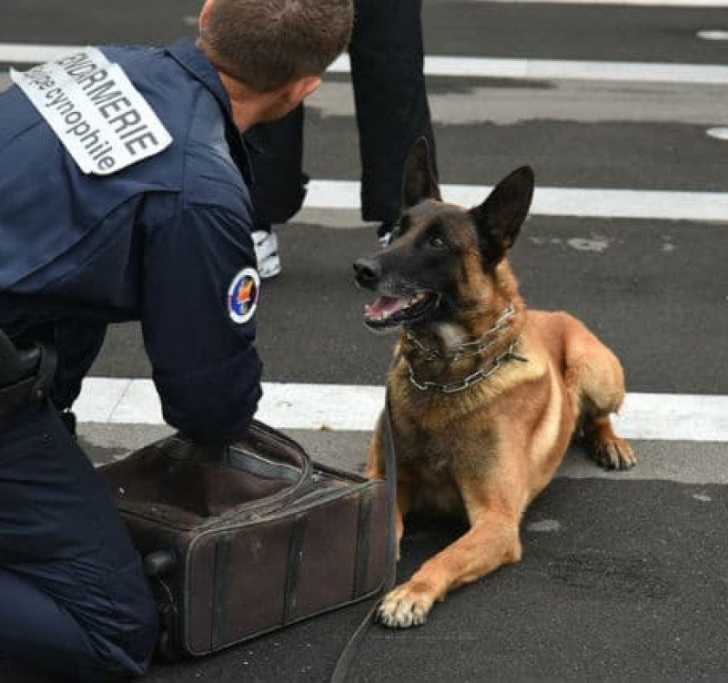 Comment entraîner un chien à la detection de drogue ?