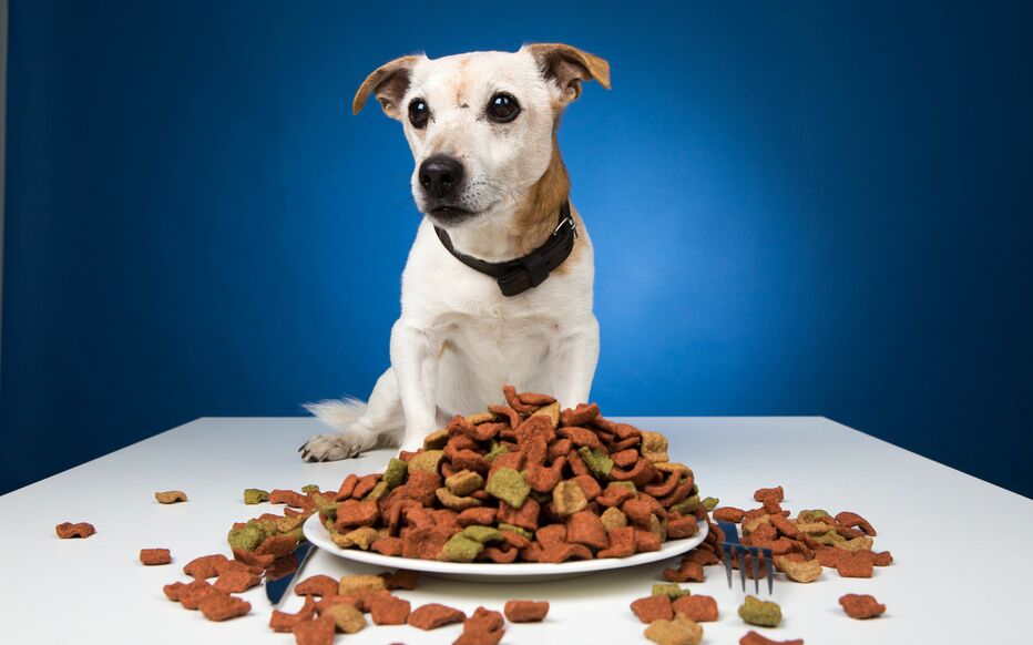L&rsquo;inflation touche aussi la nourriture des chiens et des chats