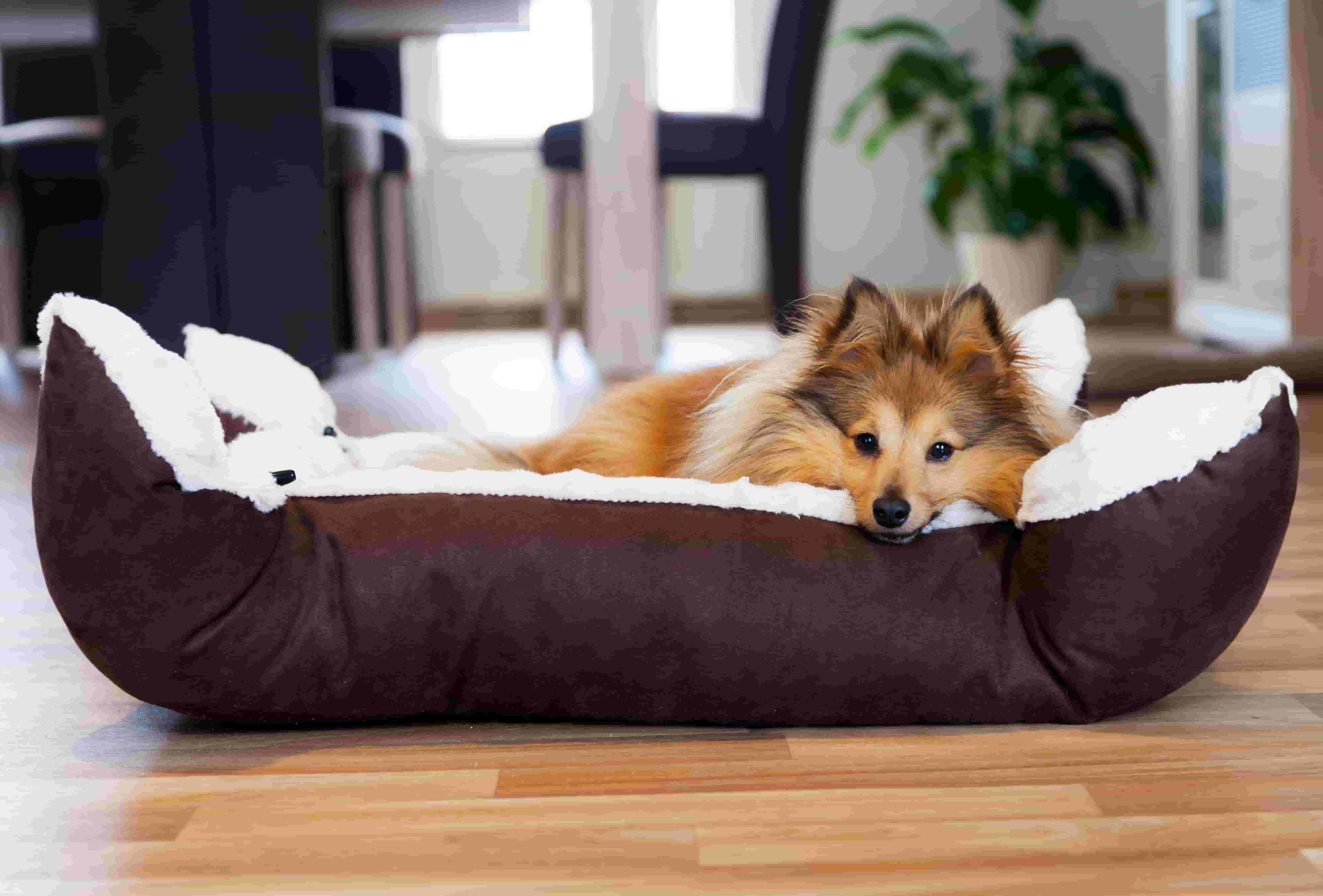 Comment choisir votre panier pour chien ?